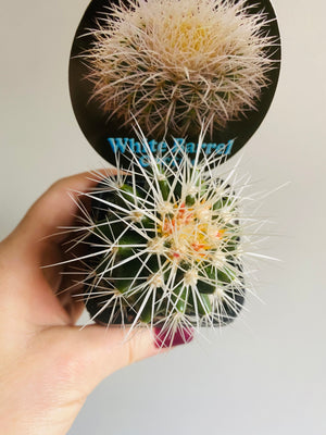 White Barrel Cactus - Echinocactus grusonii var. albispinus
