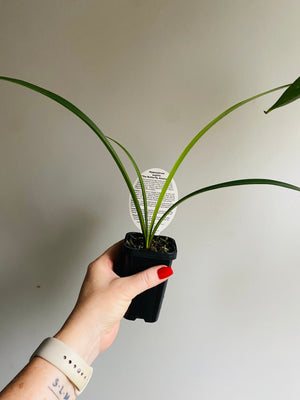 Hippeastrum Papilio - The Butterfly Amaryllis