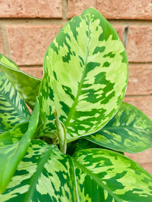 Homalomena - Camouflage