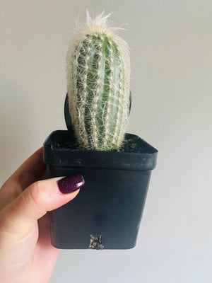 Espostoa lanata - Peruvian Old Man Cactus