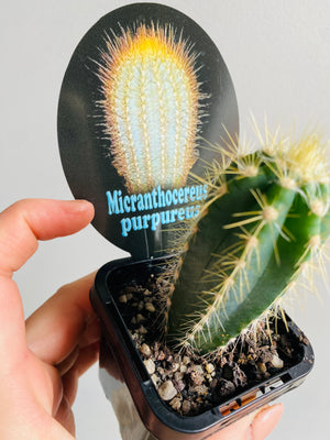 Micranthocereus purpureus