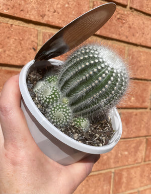 Parodia scopa ssp. succinea f. albiseta