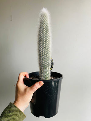 Silver Torch - Cleistocactus strausii
