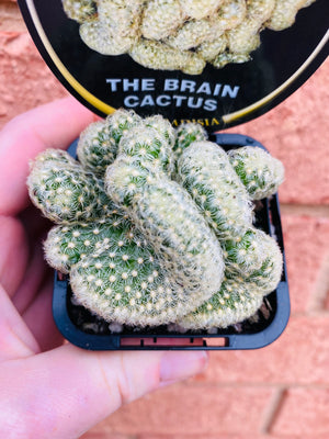 Mammillaria Elongata Cristata - The Brain Cactus