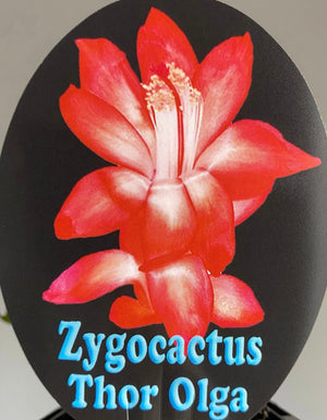 Schlumbergera Zygocactus varieties - 110mm Pot