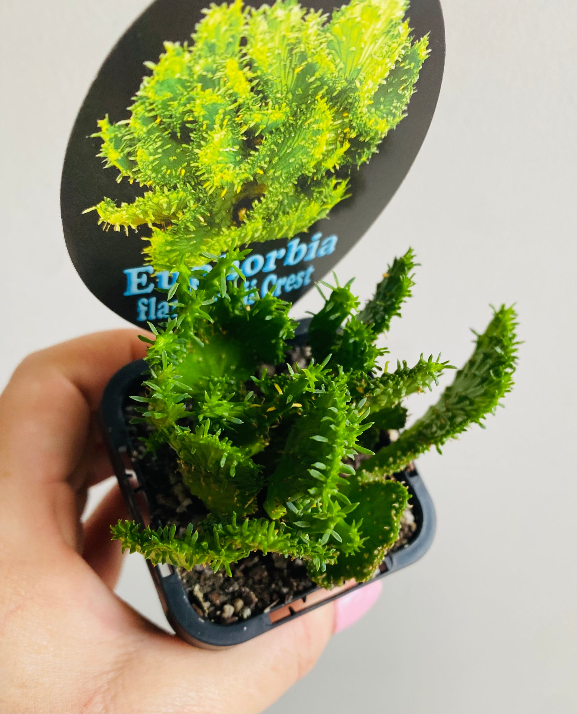 Euphorbia flanaganii Crest