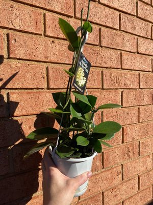 Hoya - Australia sp Australis Ssp ‘Silver Valley’ Collection No. 35
