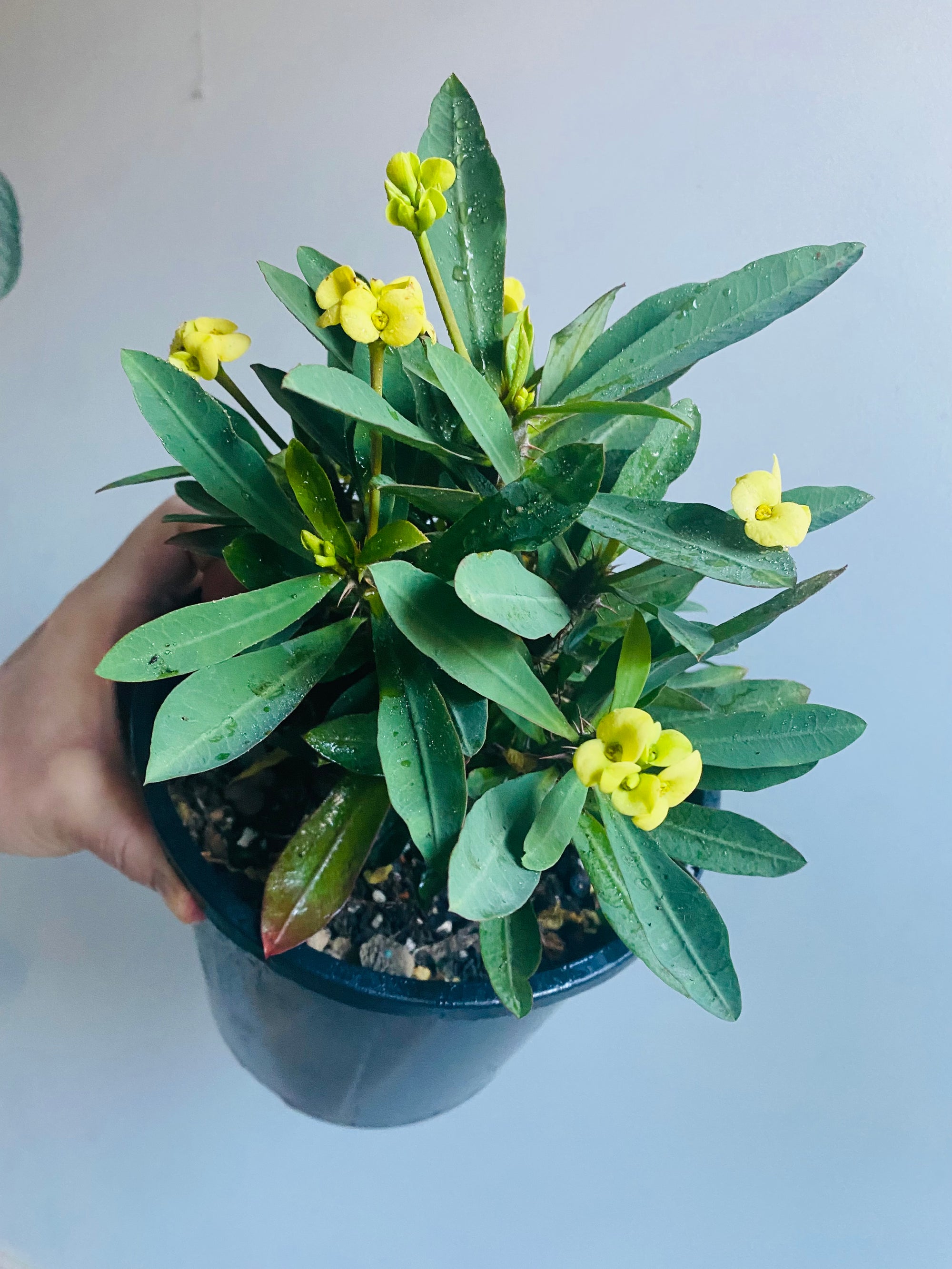 Euphorbia milli (Crown of Thorns) - Yellow