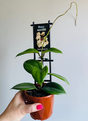 Hoya - Merrillii Collection No. 26