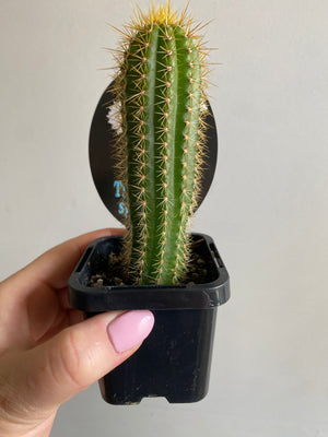 Trichocereus spachianus 'Golden Torch Cactus'