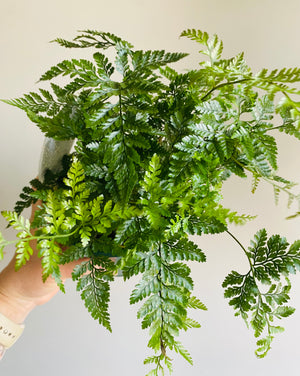 Davallia humata - Hare's Foot Fern