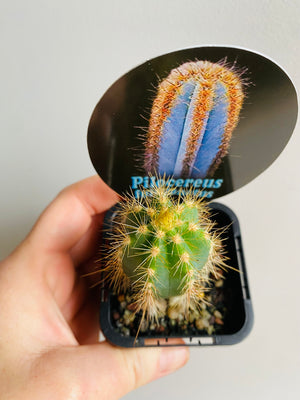 Pilocereus fulvilanatus