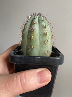 Pilosocereus braedii
