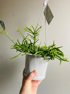 Rhipsalis teres f. Prismatica - Mistletoe Cactus Collection No. 13