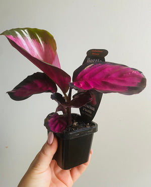 Calathea - Rosey