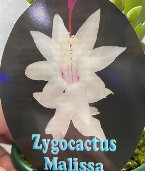 Schlumbergera Zygocactus varieties - 110mm Pot