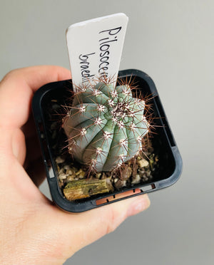 Pilosocereus braedii