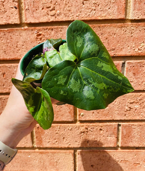 Asarum maximum - Panda Face Ginger