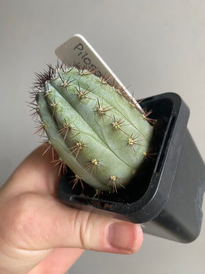 Pilosocereus braedii