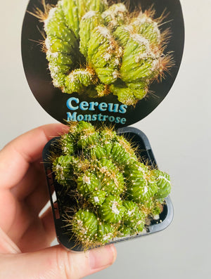 Cereus Monstrose