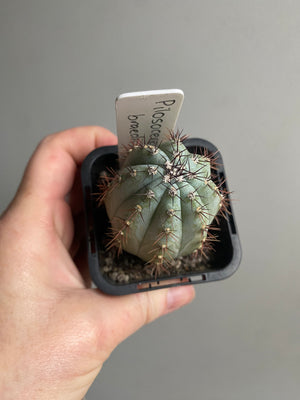 Pilosocereus braedii