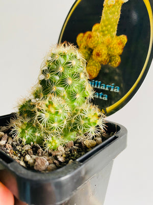 Mammillaria elongata - Little Suns
