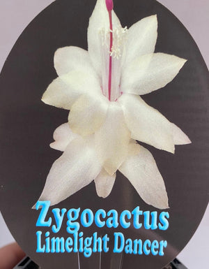 Schlumbergera Zygocactus varieties - 110mm Pot