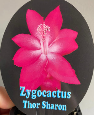 Schlumbergera Zygocactus varieties - 110mm Pot