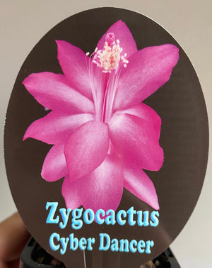 Schlumbergera Zygocactus varieties - 110mm Pot