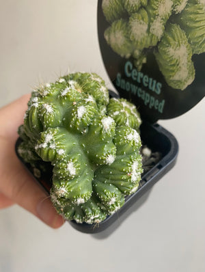 Cereus cv. 'Snowcapped'
