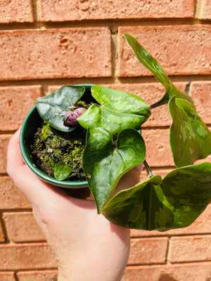 Asarum maximum - Panda Face Ginger