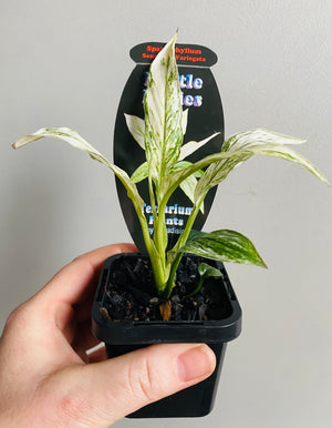 Spathiphyllum floribundum - Sensation Variegata