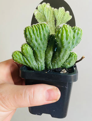 Cereus hildamannianus 'Wild Thing'