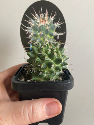 Mammillaria magnimamma