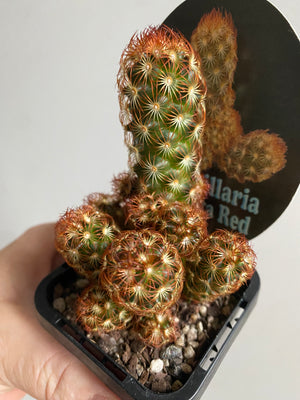 Mammillaria elongata 'Red Form'