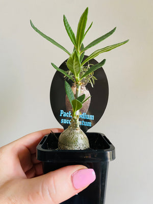 Pachypodium succulentum