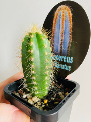 Pilocereus fulvilanatus