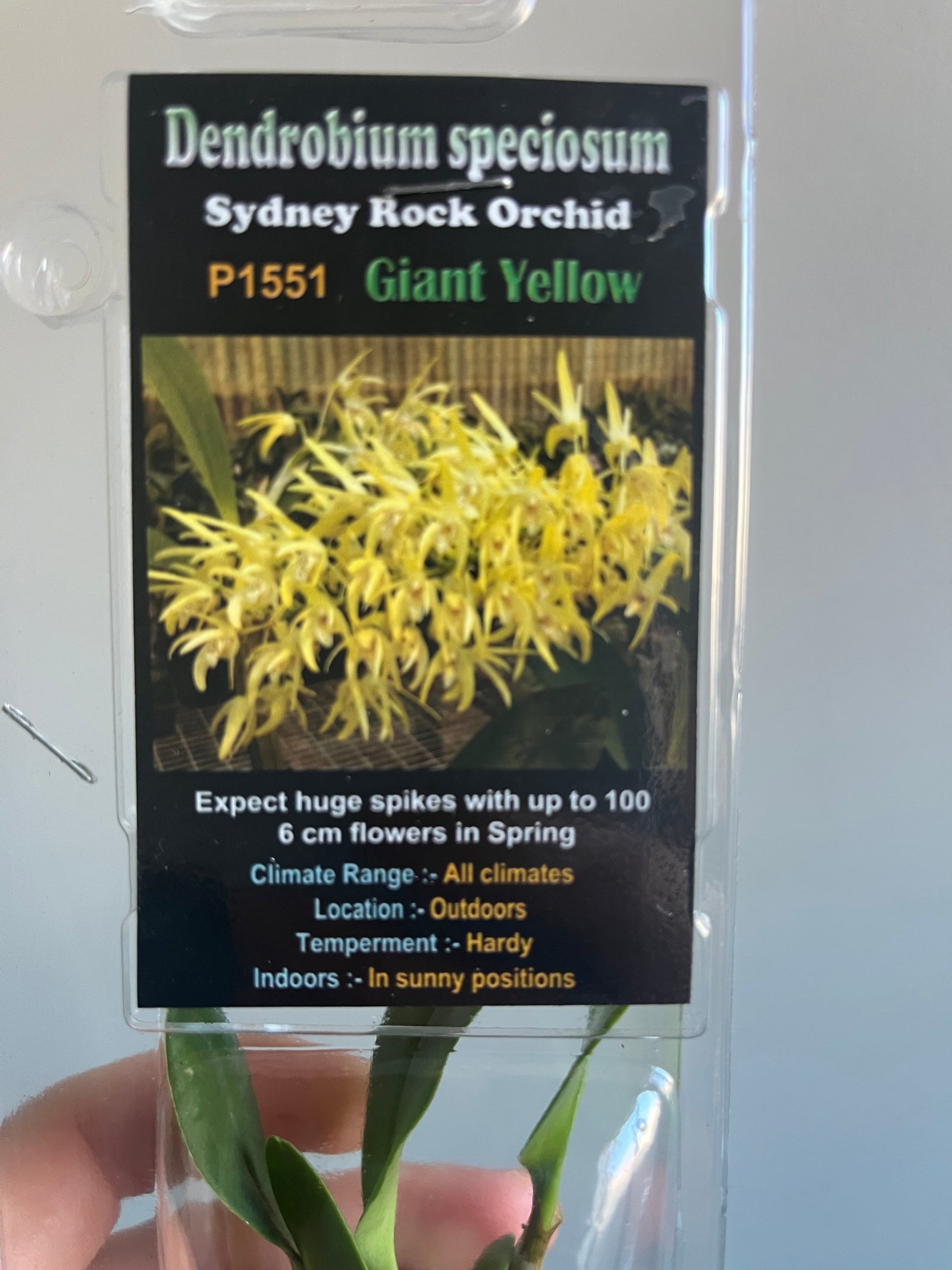 Dendrobium speciosum - Sydney Rock Orchid ‘Giant Yellow’