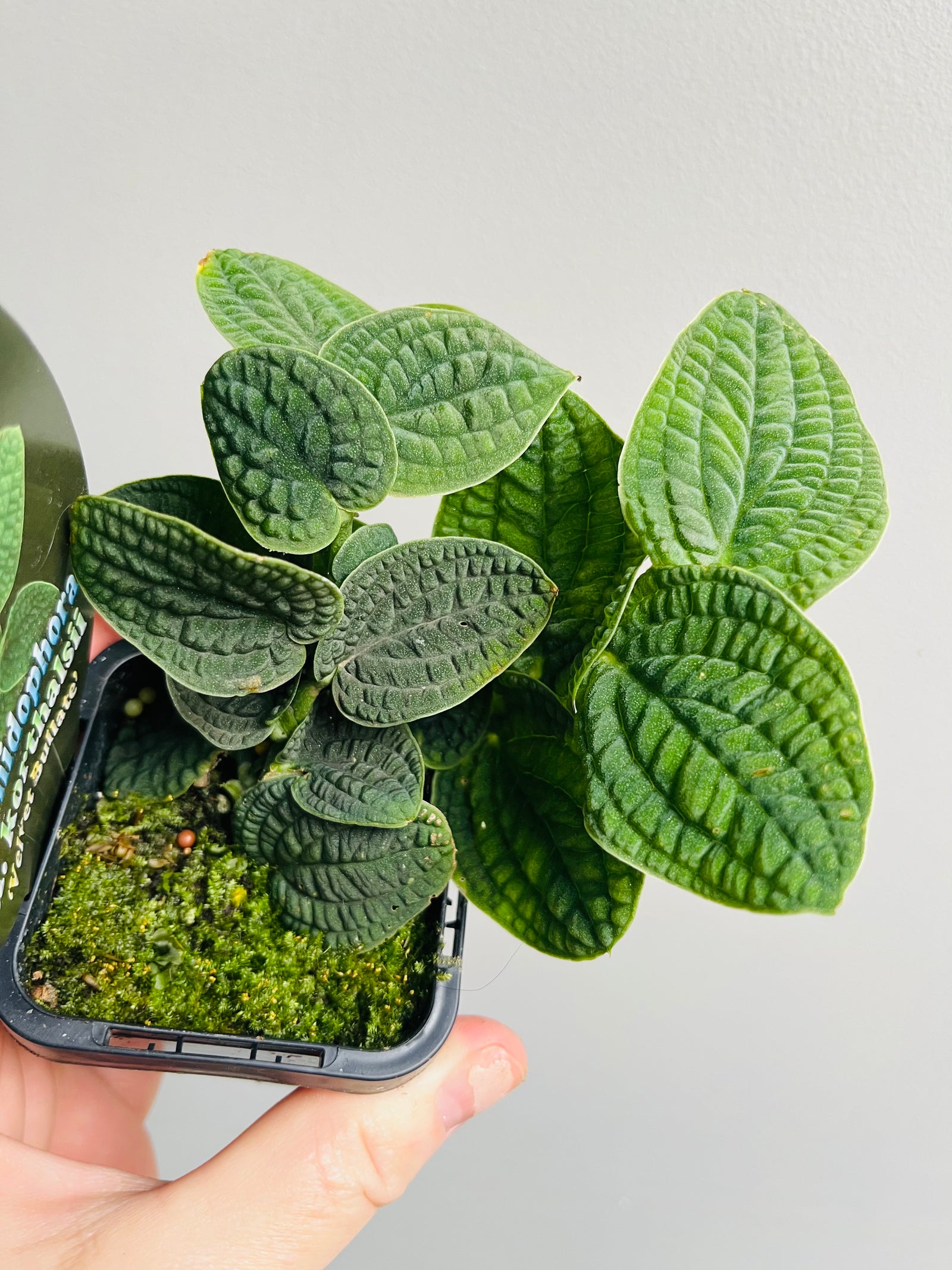 Rhaphidophora c.f. korthalsii ‘Velvet Bullate’