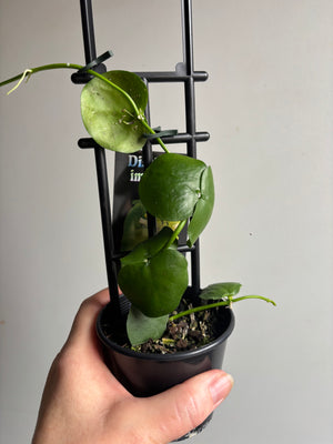 Dischidia imbricata