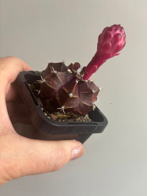 Gymnocalycium mihanovichii forma Rubra
