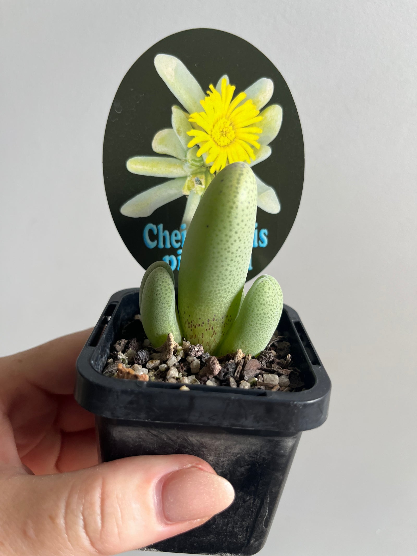 Cheiridopsis pillansii