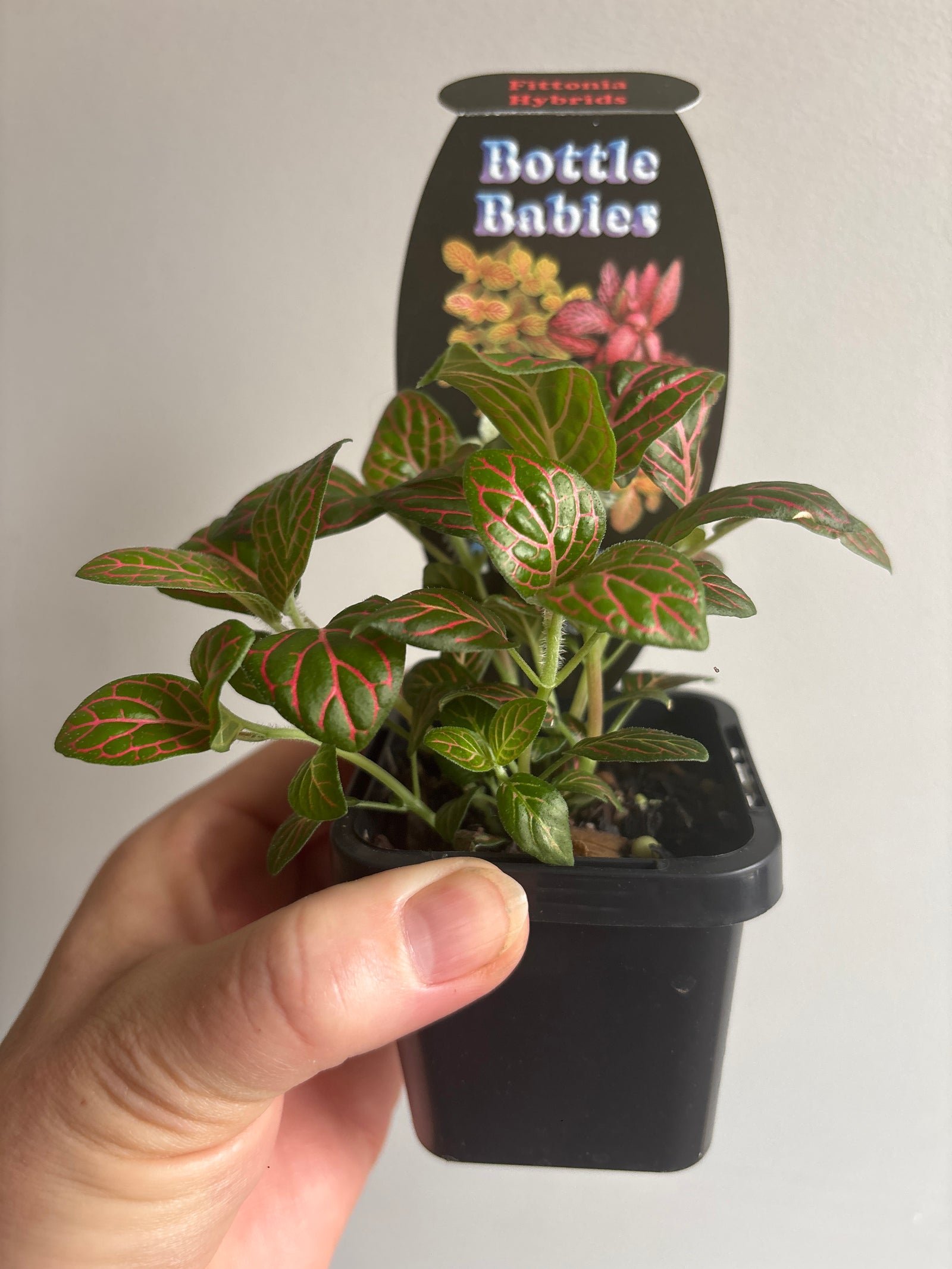 Fittonia - Hybrid (Red Vein)