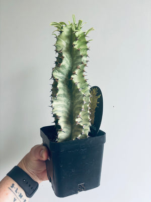 Euphorbia ammak variegata