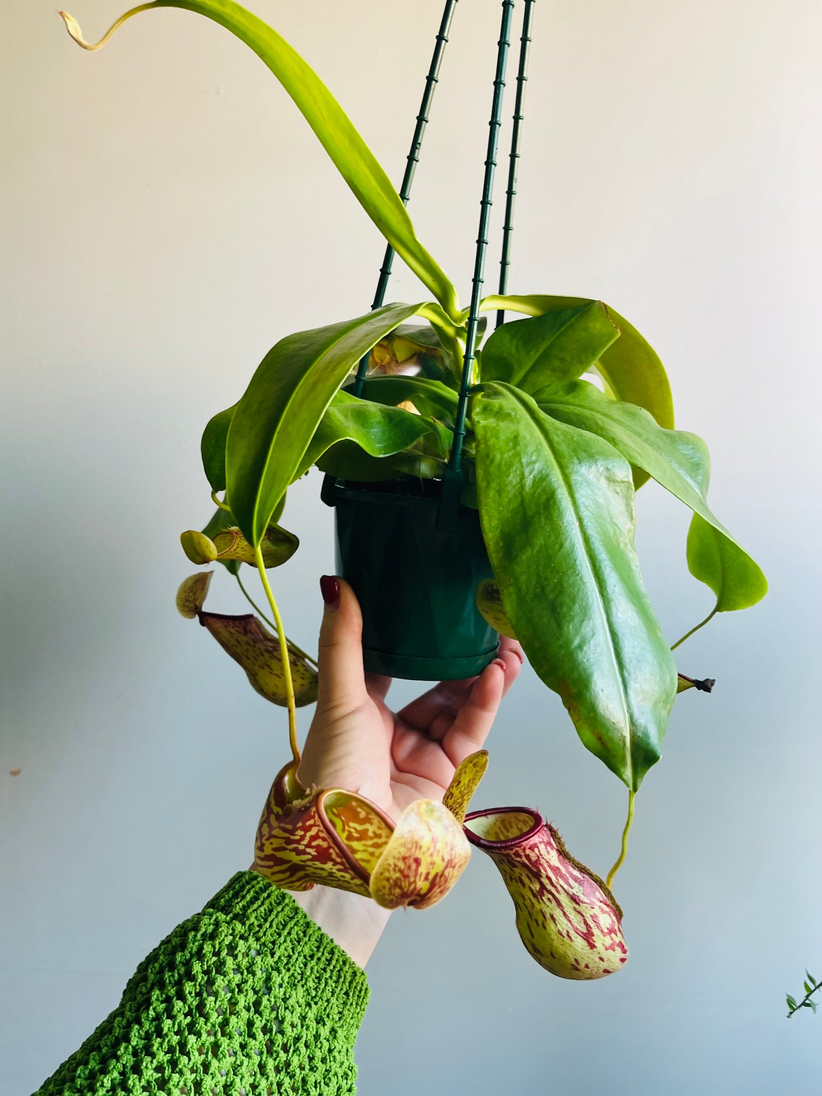 Nepenthes 'St Gaya' - Pitcher Plant
