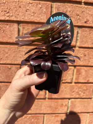 Aeonium aboreum var. atropurpureum f. Velour