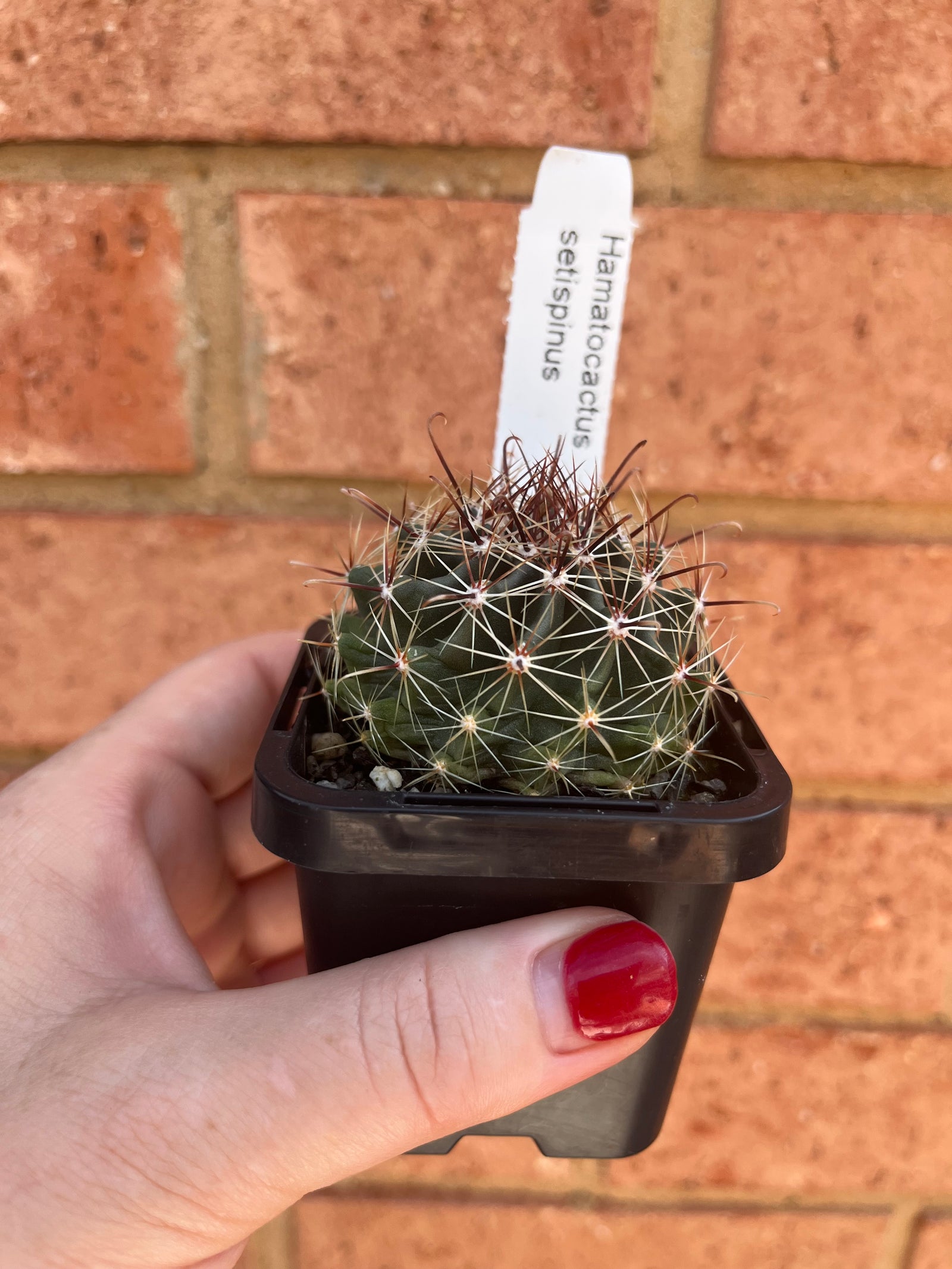 Hamatocactus - setispinus