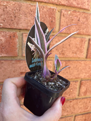 Ledebouria socialis ‘variegata’