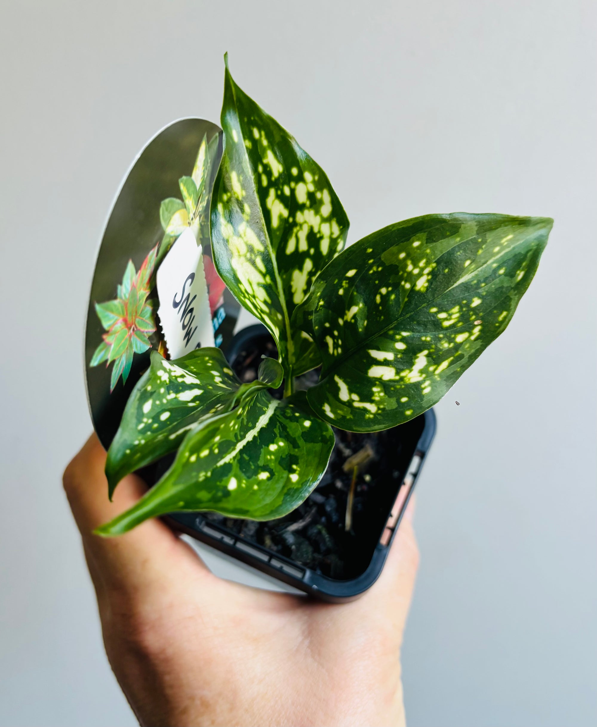 Aglaonema 'Snow Flake’ - Chinese Evergreen Plants