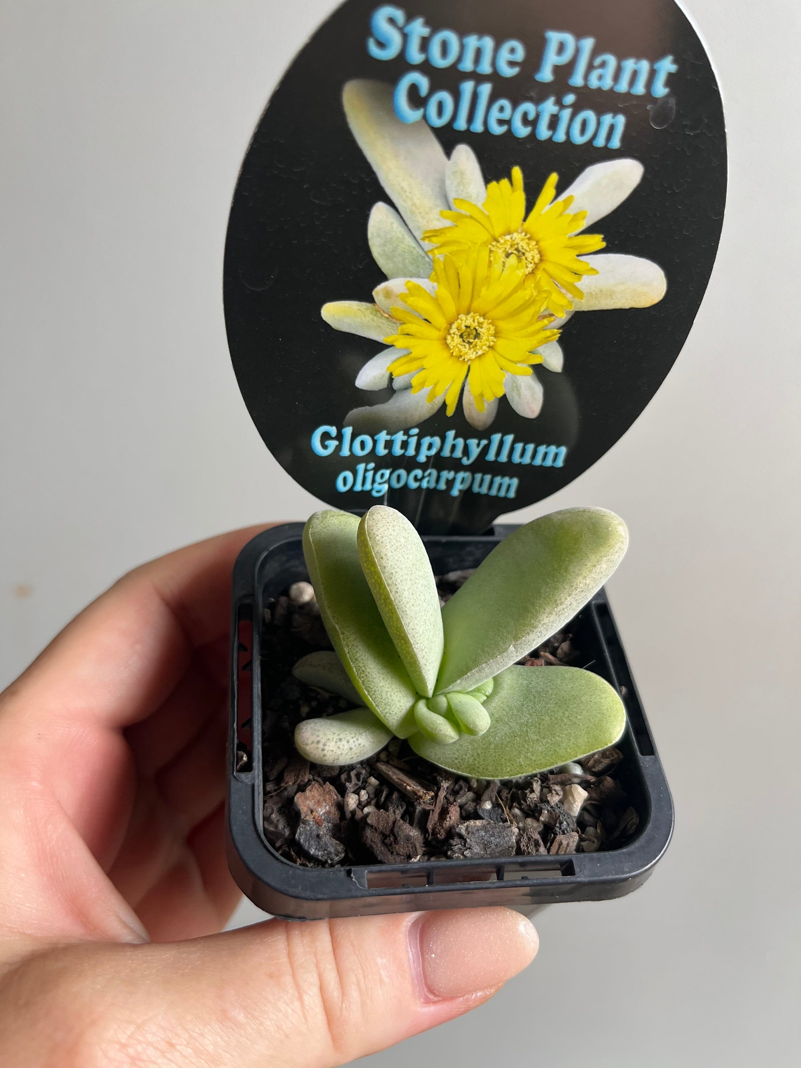 Glottiphyllum oligocarpum